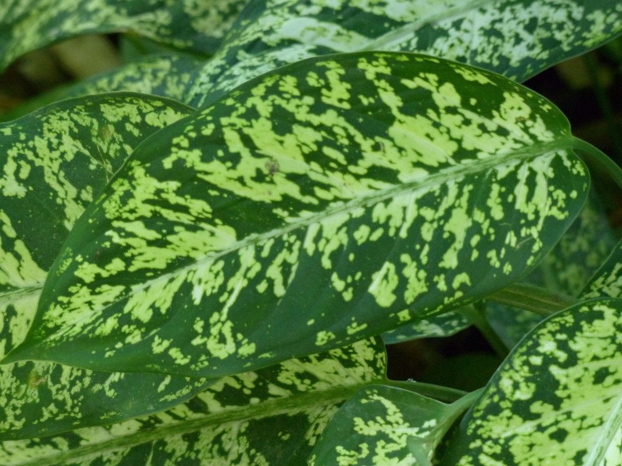 Dieffenbachia picta Schott