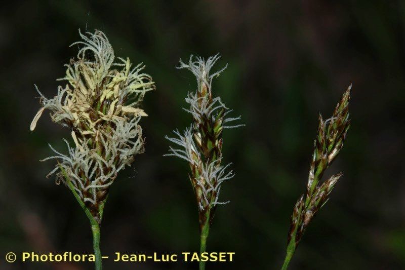 Taken May 15, 2016 by Photoflora - Jean-Luc TASSET (©)