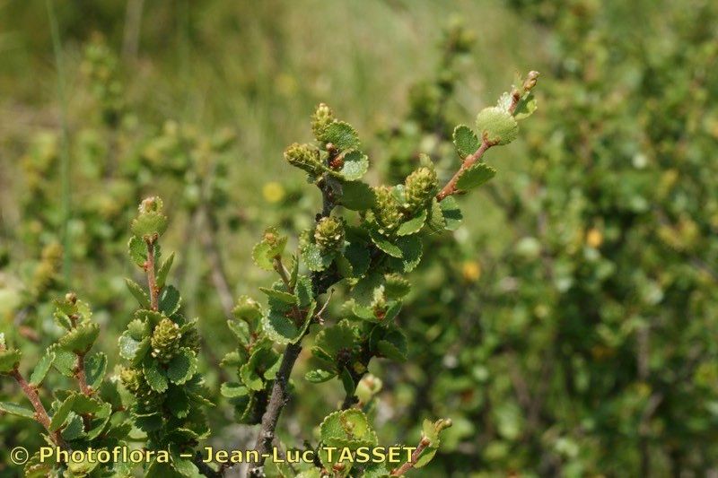 Taken Jul 15, 2010 by Photoflora - Jean-Luc TASSET (©)