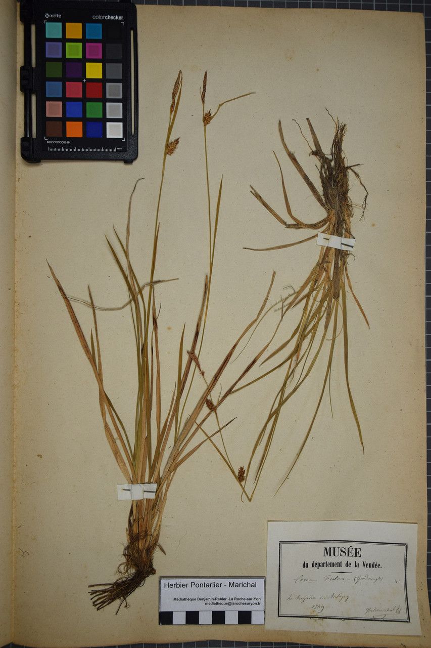 Taken Dec 31, 1848 by Tela Botanica − Herbier PONTARLIER-MARICHAL (cc-by-sa)