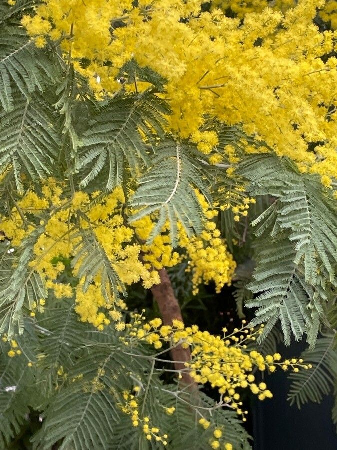 Acacia dealbata Link, Mimosa (World flora) - Pl@ntNet identify