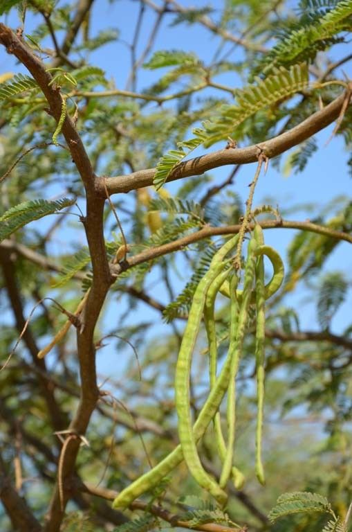 Taken May 8, 2014 by Tela Botanica − Sénégal ENGOUEMENT (cc-by-sa)