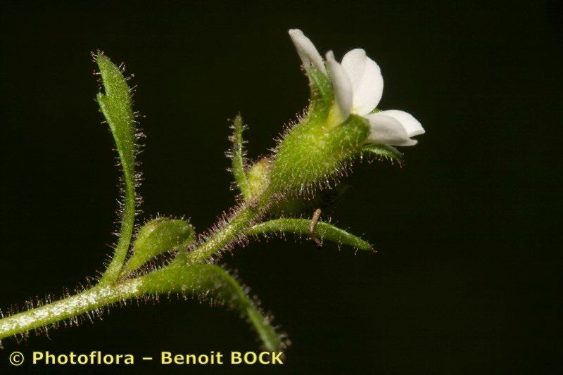 Taken Jul 15, 2008 by Photoflora - Benoit BOCK (©)