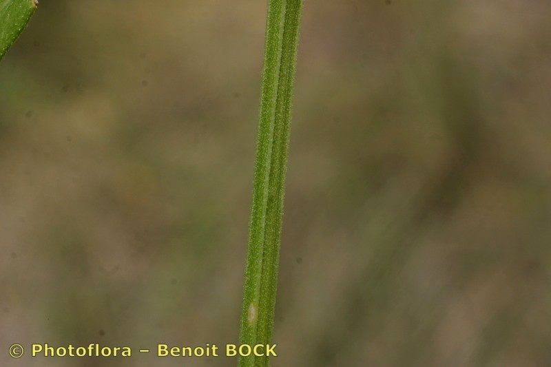 Taken Jul 15, 2005 by Photoflora - Benoit BOCK (©)