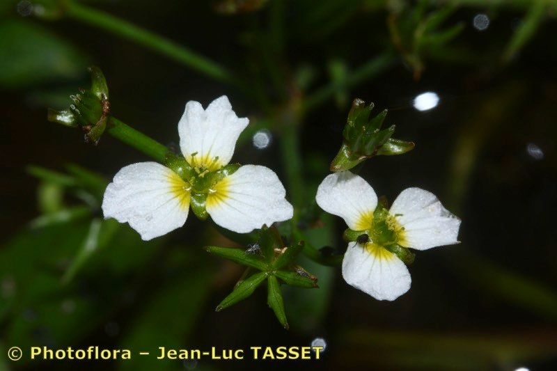 Taken Aug 15, 2014 by Photoflora - Jean-Luc TASSET (©)