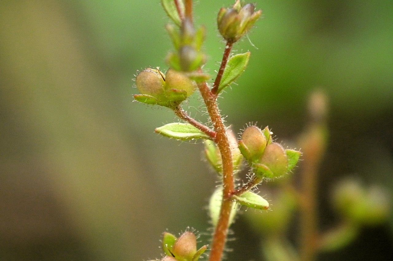 Taken May 22, 2013 by Tela Botanica − Jacques Maréchal (cc-by-sa)