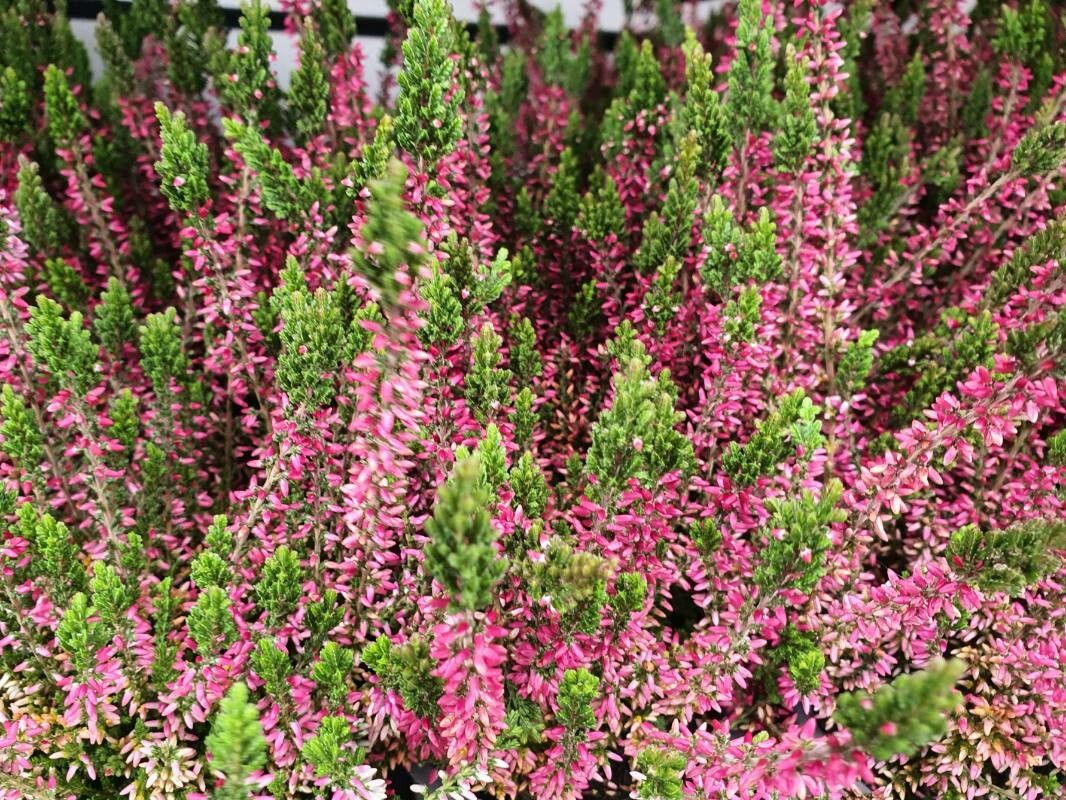 Flowering Common Heath - Ling (Calluna Vulgaris) and Pink Bell