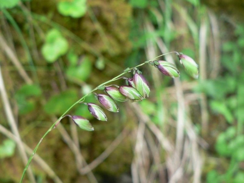 Taken Jun 7, 2008 by Tela Botanica − Mathieu MENAND (cc-by-sa)