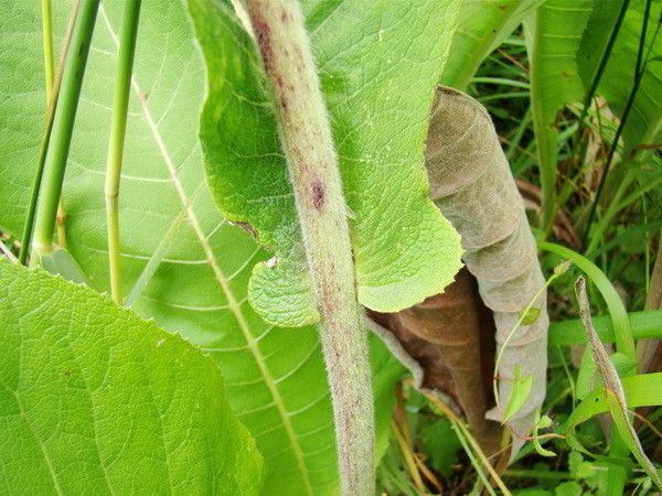 Taken Jul 7, 2009 by Tela Botanica − Claude FIGUREAU (cc-by-sa)