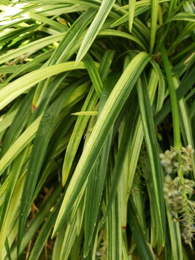 ophiopogon jaburan green