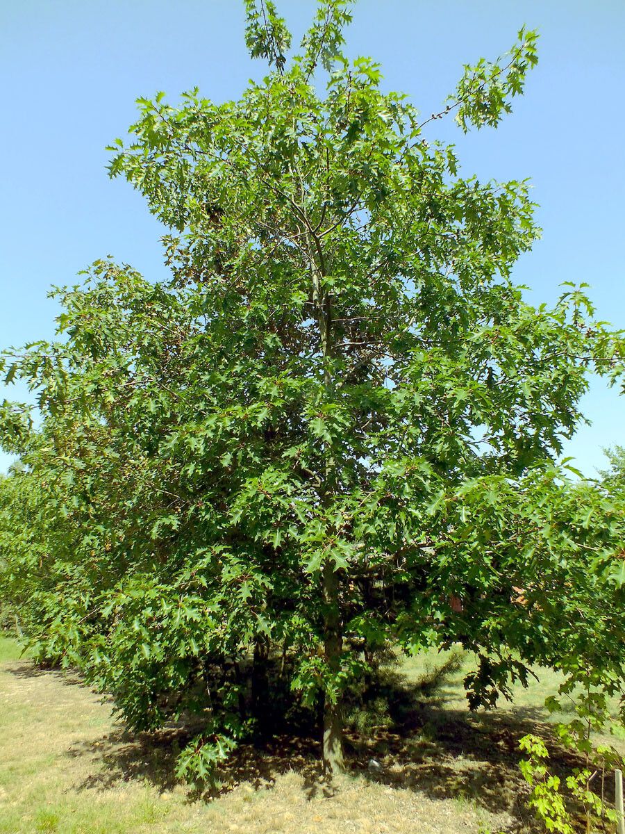 Northern red oak