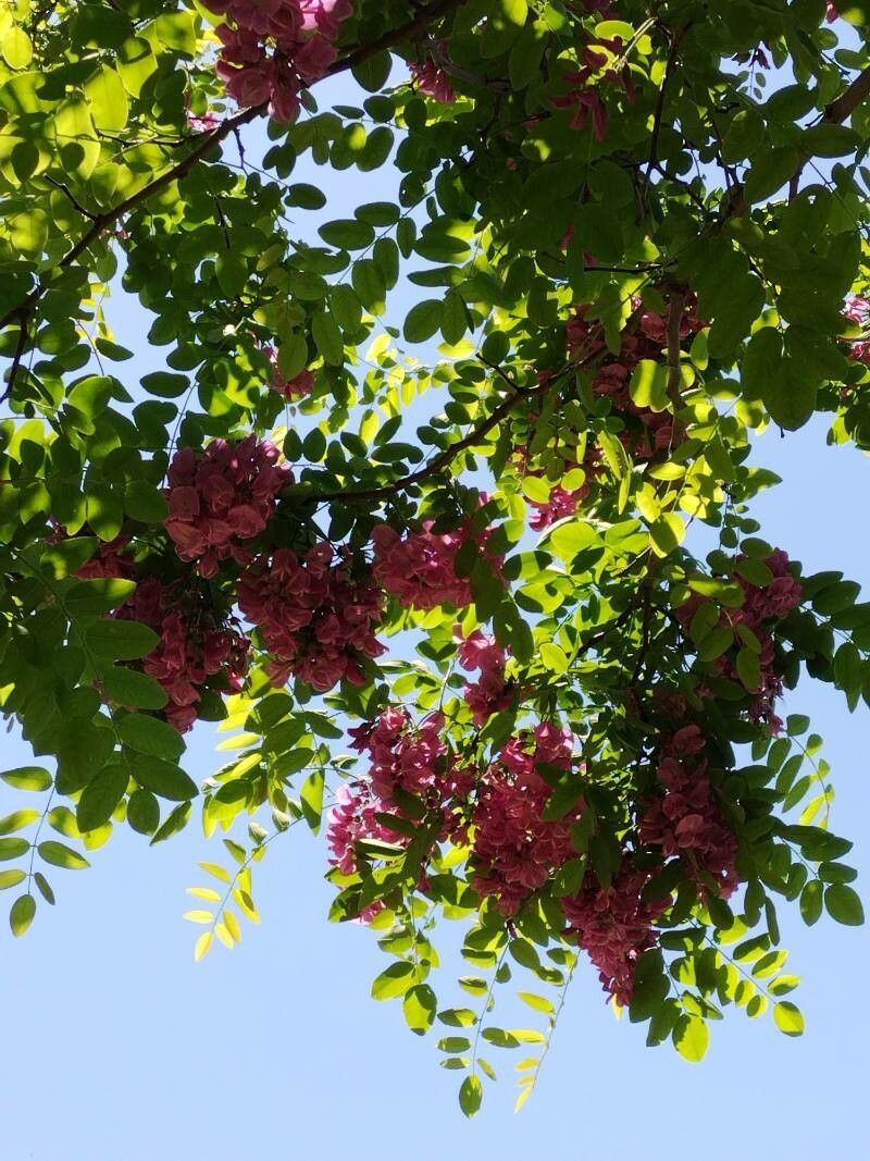 Observation: Robinia hispida L. (Alessio Guidotti May 6, 2023) World ...