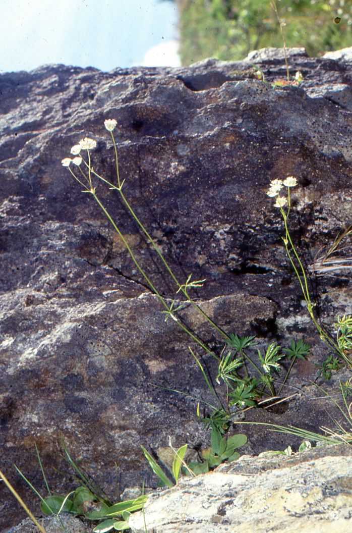 Taken Aug 7, 2005 by Tela Botanica − Liliane ROUBAUDI (cc-by-sa)