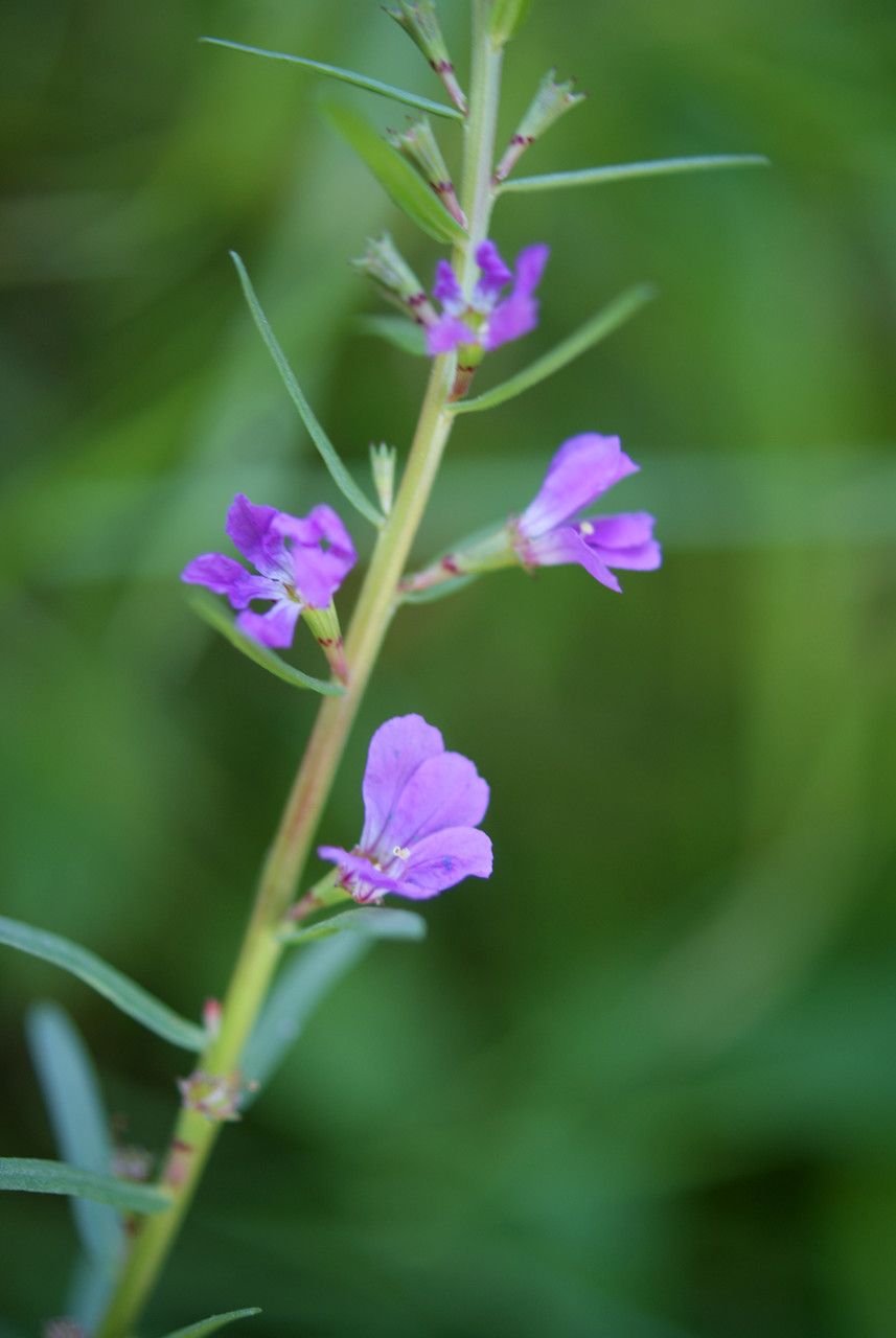 Taken Jun 5, 2015 by Tela Botanica − Liliane ROUBAUDI (cc-by-sa)