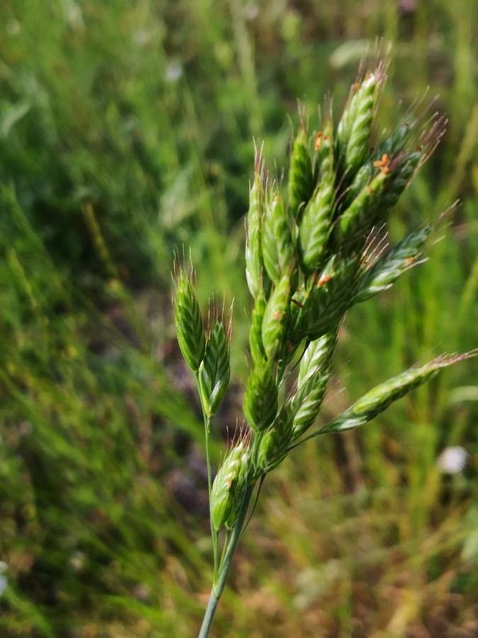 Barley brome