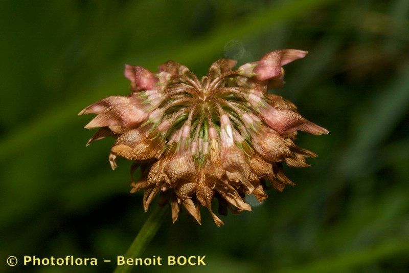 Taken Jul 15, 2008 by Photoflora - Benoit BOCK (©)