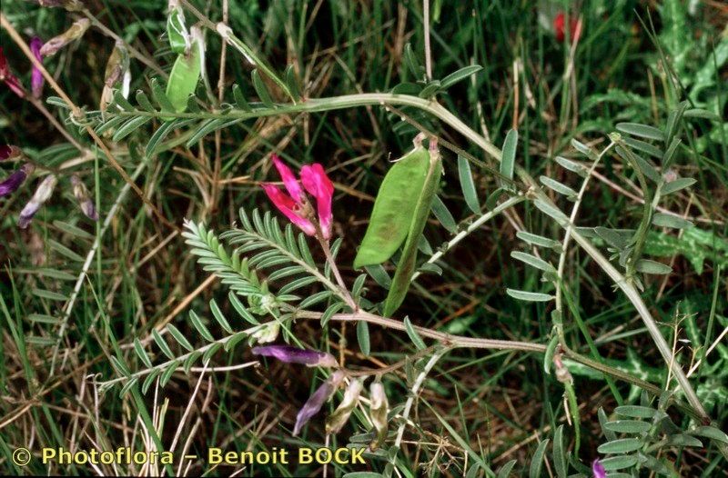 Taken Apr 15, 2003 by Photoflora - Benoit BOCK (©)