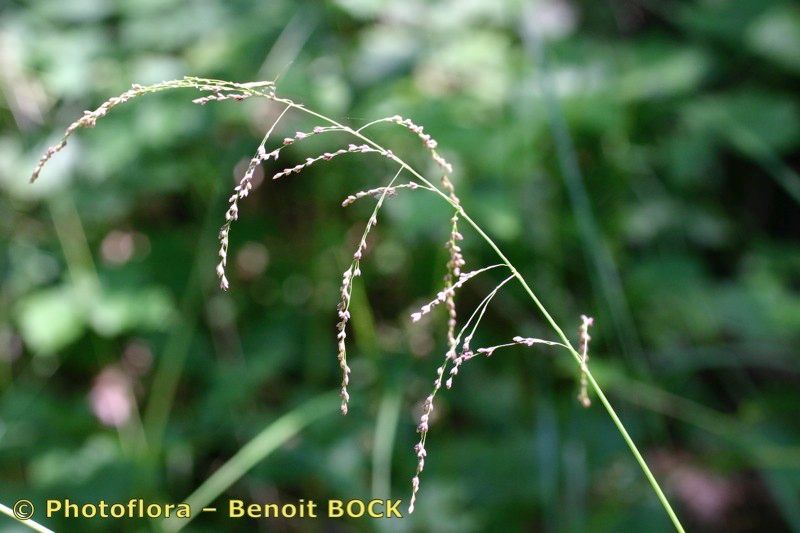 Taken Jul 15, 2005 by Photoflora - Benoit BOCK (©)