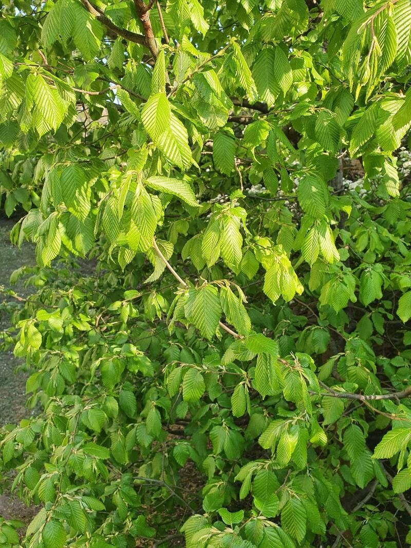 Observation: Carpinus Betulus L. (sylvain Chaguet Apr 26, 2022) Weeds 