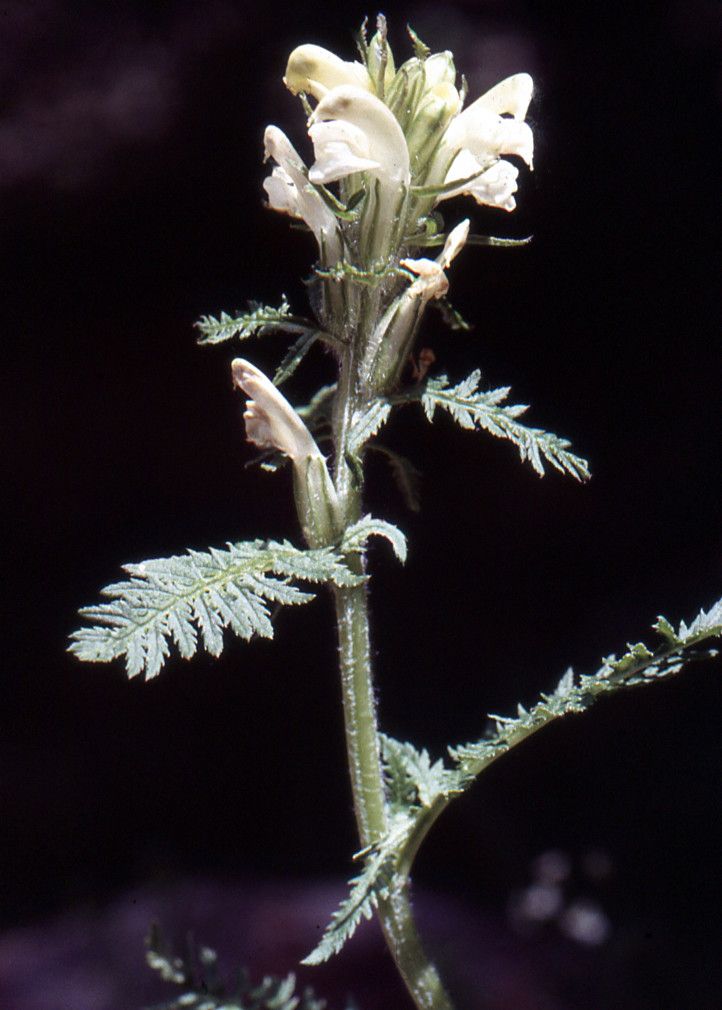 Taken Jul 9, 1995 by Tela Botanica − Liliane ROUBAUDI (cc-by-sa)