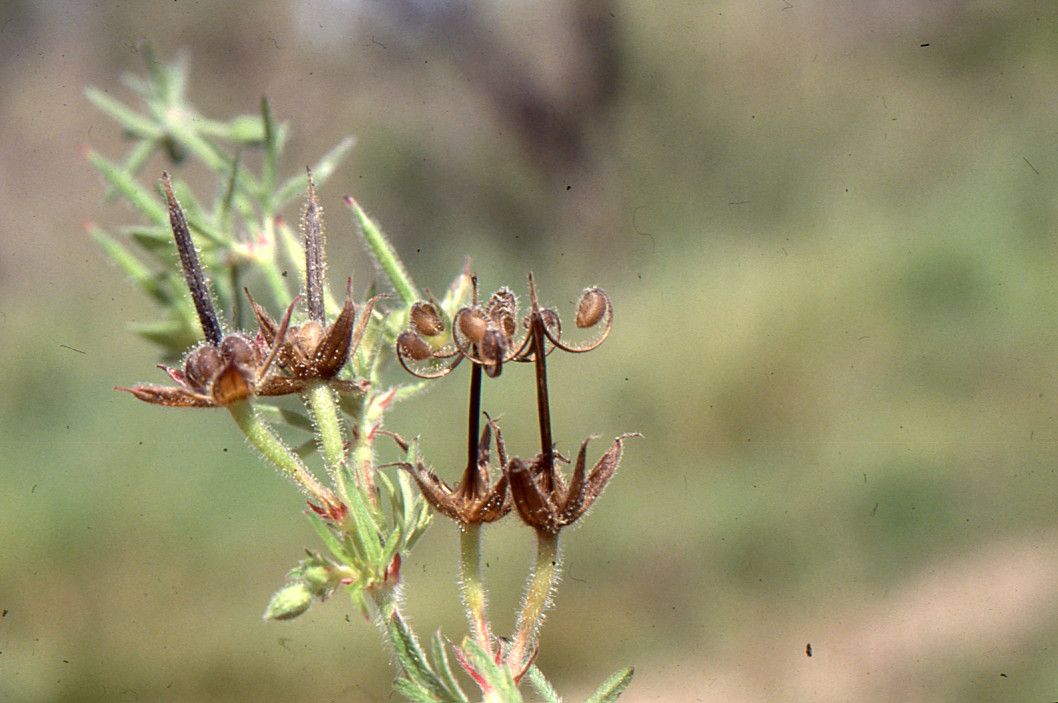 Taken Mar 10, 2002 by Tela Botanica − Liliane Roubaudi (cc-by-sa)