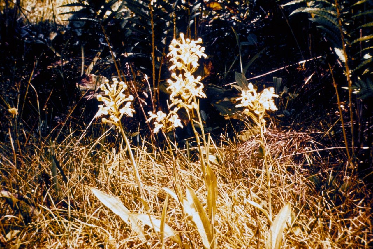 Taken Jan 1, 1900 by EOL − WVU Herbarium (cc-by-nc-sa)