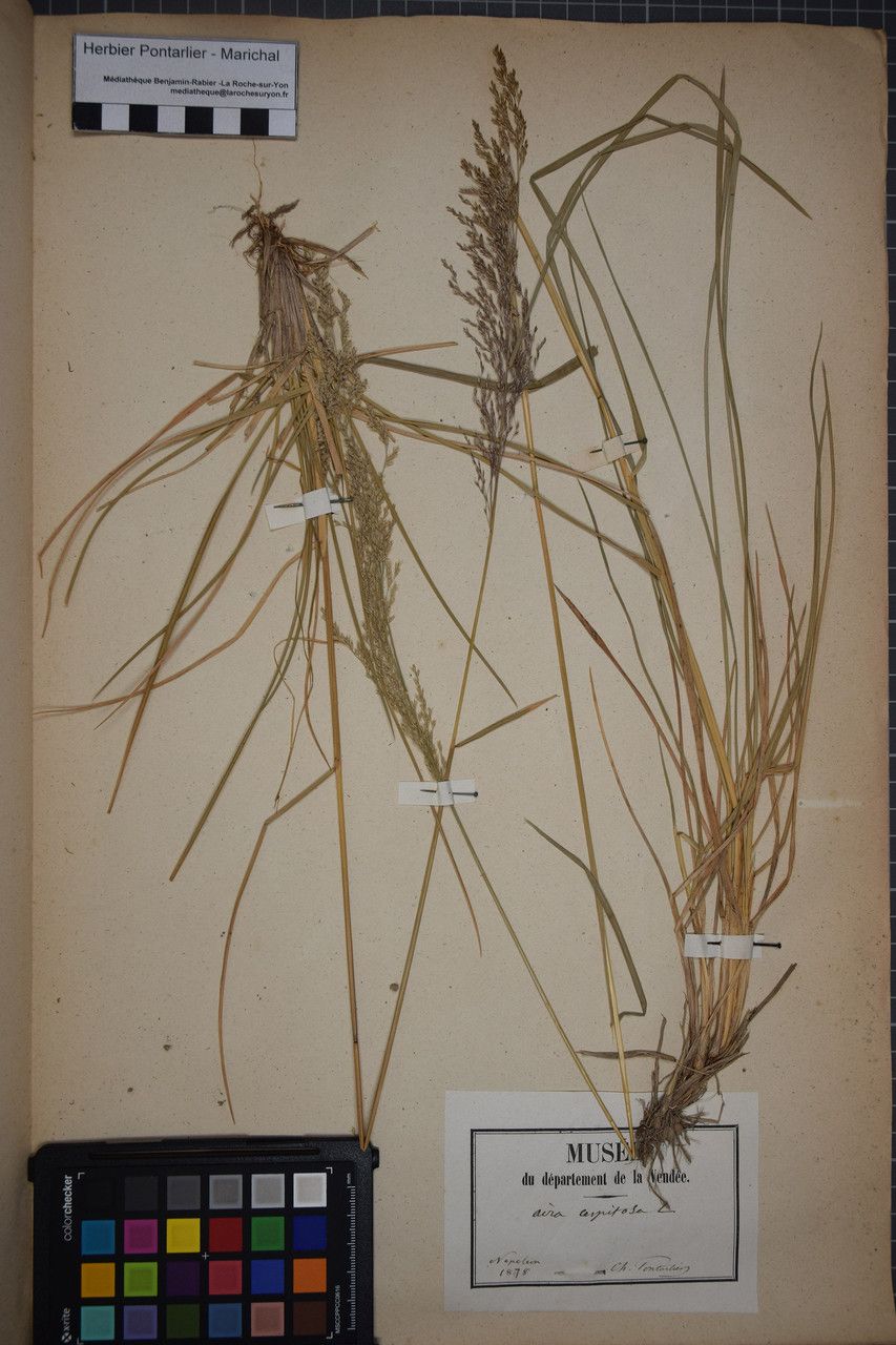 Taken Dec 31, 1877 by Tela Botanica − Herbier PONTARLIER-MARICHAL (cc-by-sa)