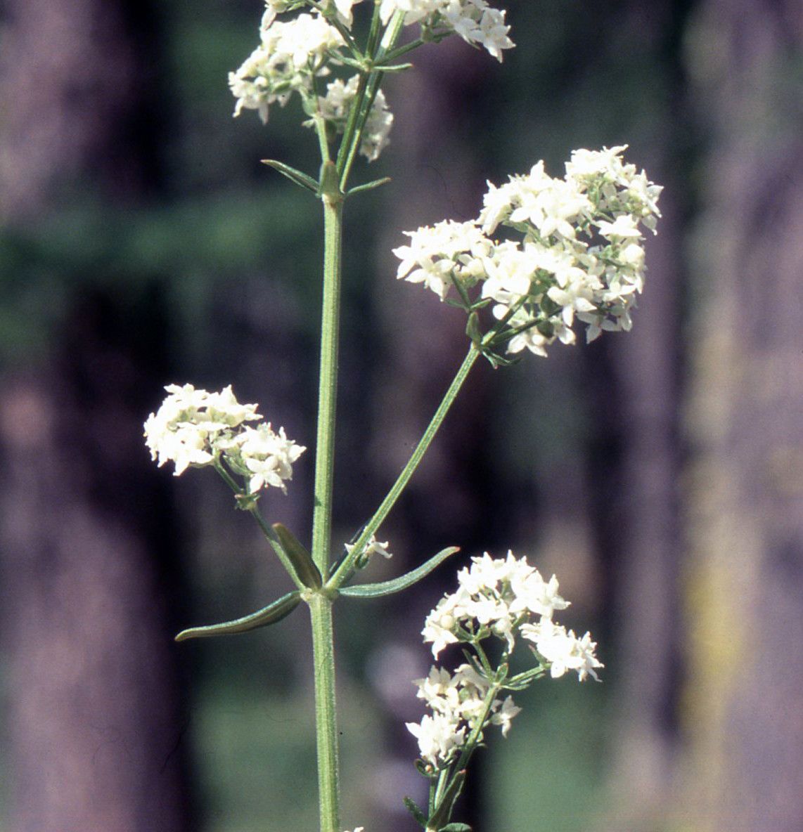 Taken Jul 5, 2004 by Tela Botanica − Liliane ROUBAUDI (cc-by-sa)