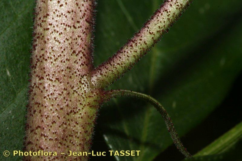 Taken Aug 15, 2006 by Photoflora - Jean-Luc TASSET (©)