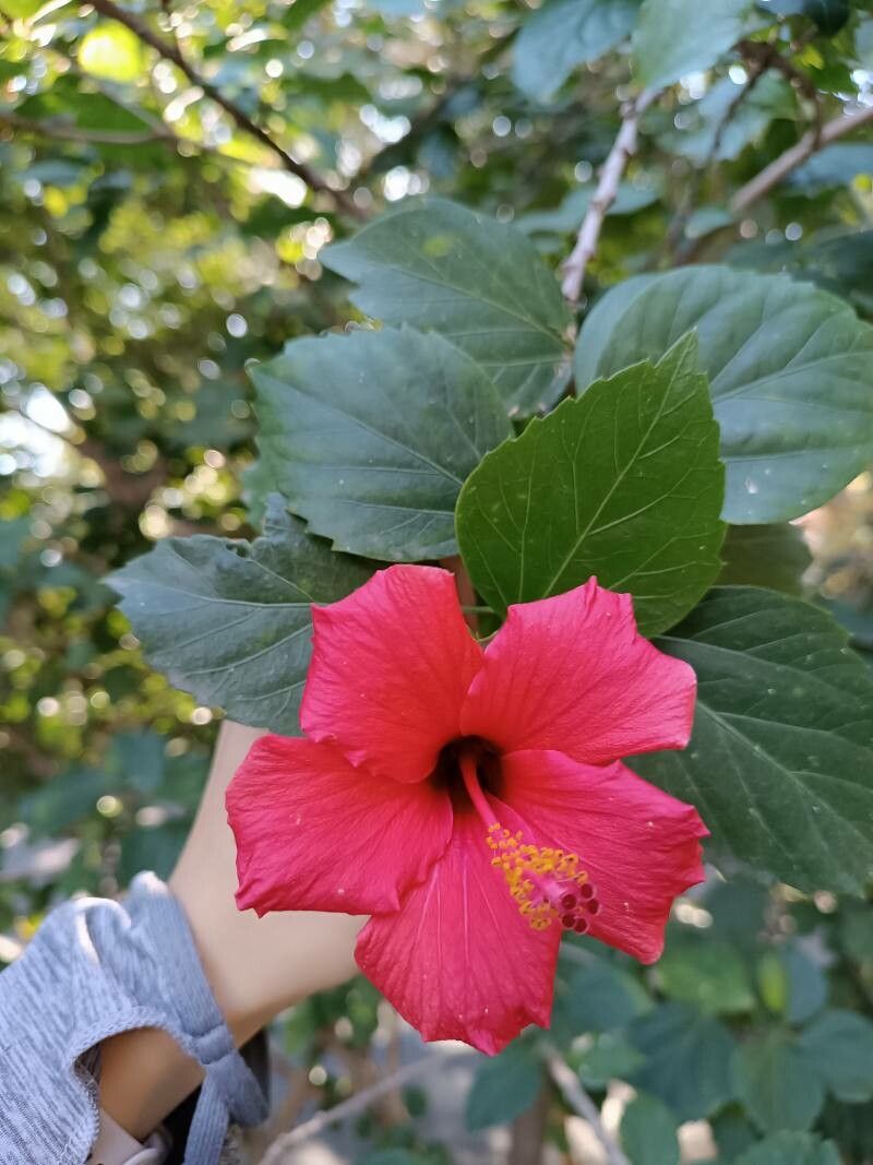 Hibiscus fragilis