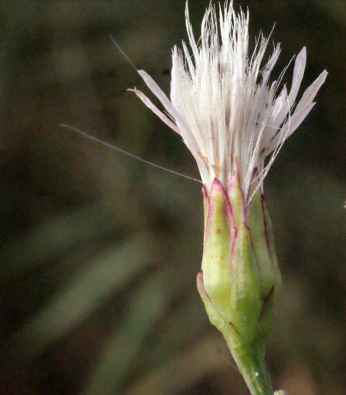 Taken Sep 21, 2014 by Tela Botanica − Liliane Roubaudi (cc-by-sa)