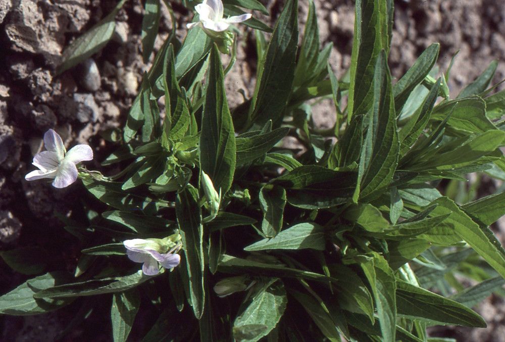 Taken Jun 8, 2004 by Tela Botanica − Liliane Roubaudi (cc-by-sa)