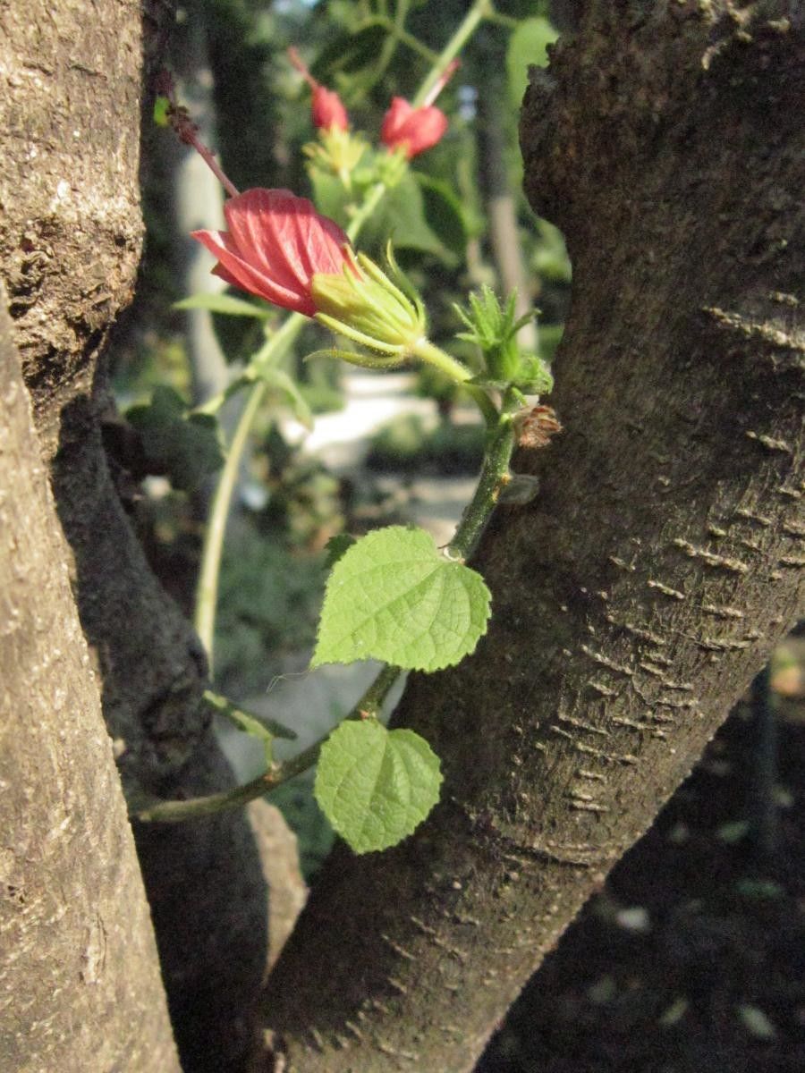 Taken Aug 10, 2018 by Tela Botanica − La Spada Arturo (cc-by-sa)