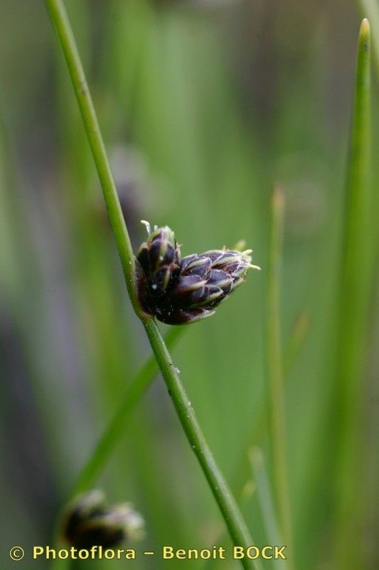 Taken Aug 15, 2005 by Photoflora - Benoit BOCK (©)