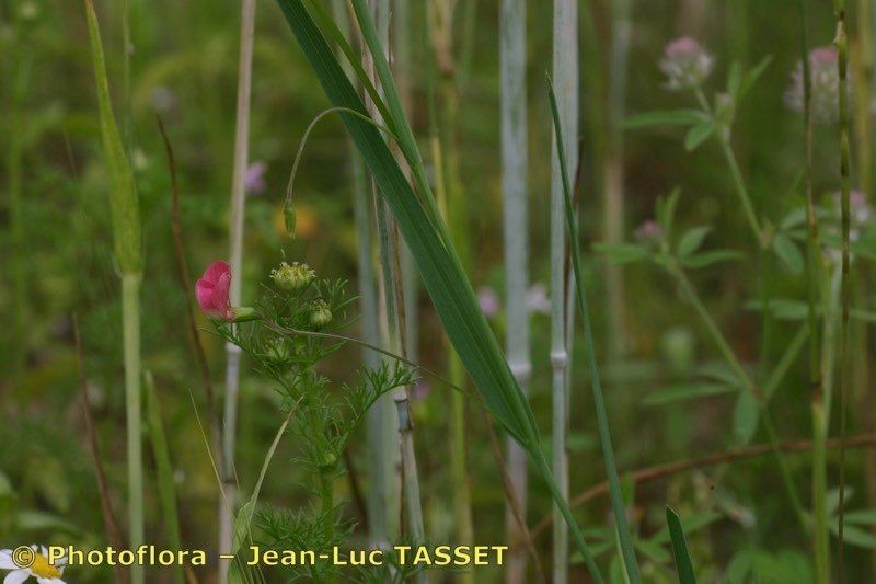 Taken Aug 15, 2005 by Photoflora - Jean-Luc TASSET (©)