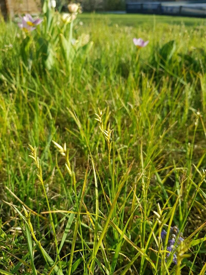 Alpine-grass