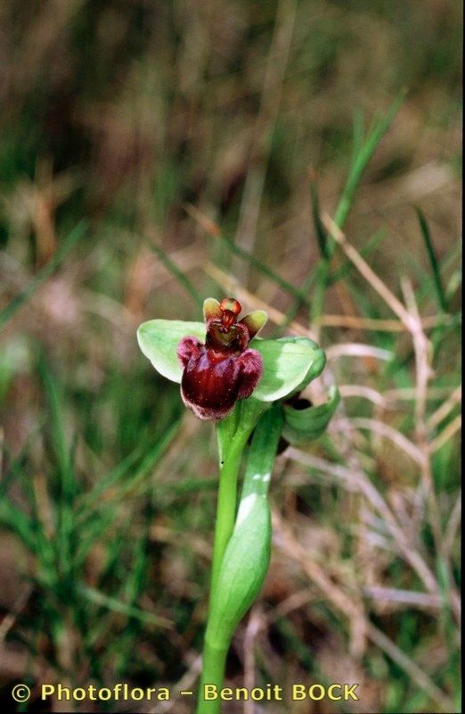 Taken Apr 15, 1998 by Photoflora - Benoit BOCK (©)