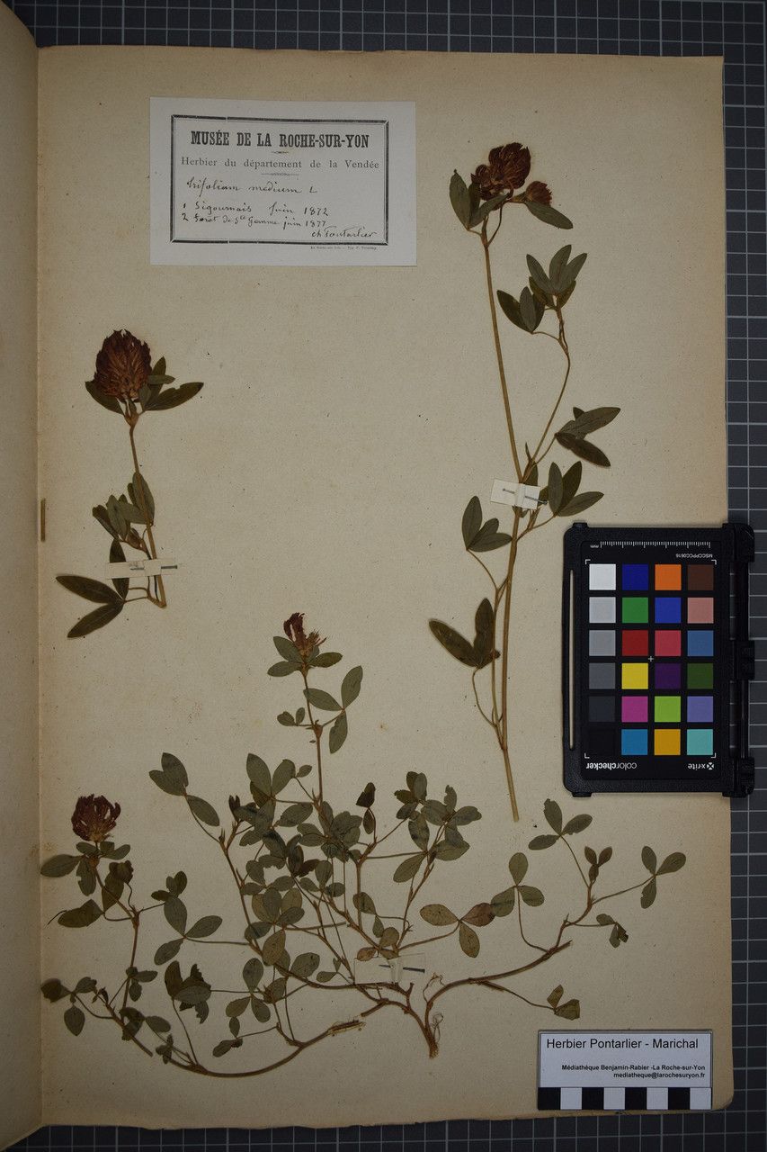 Taken May 31, 1877 by Tela Botanica − Herbier PONTARLIER-MARICHAL (cc-by-sa)