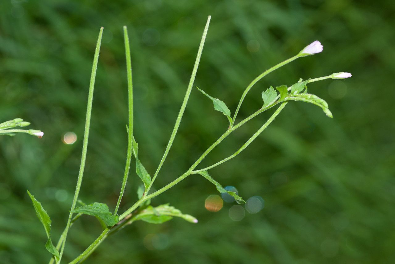 Taken Jul 4, 2010 by Tela Botanica − Jean-Jacques HOUDRÉ (cc-by-sa)