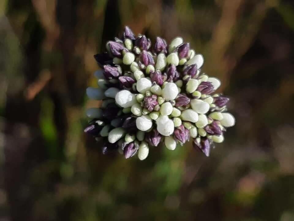 Conospermum longifolium