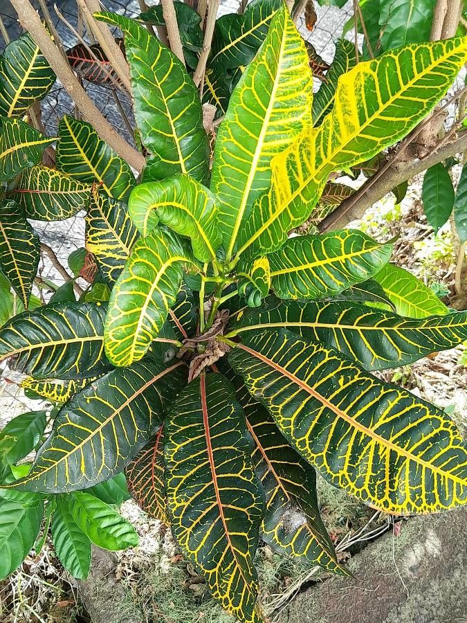 Observation: Codiaeum variegatum (L.) Rumph. ex A.Juss. (Hugues ...