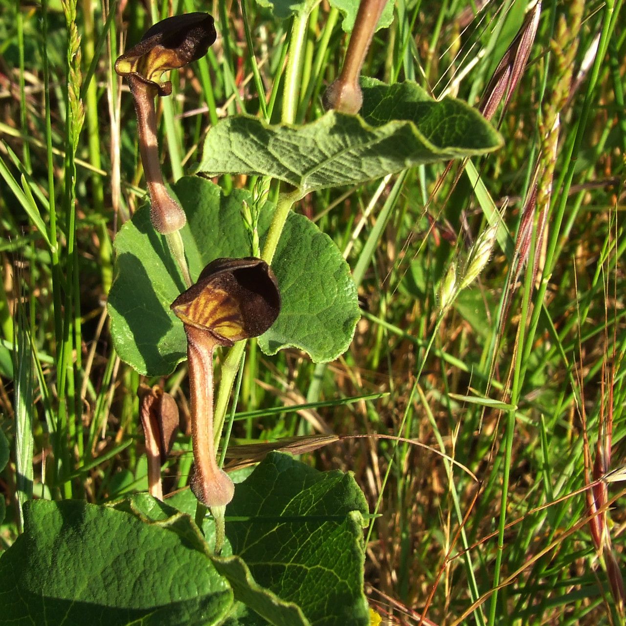 Taken Jun 5, 2013 by Tela Botanica − Bernard Andrieu (cc-by-sa)