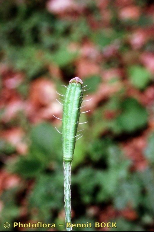 Taken Aug 15, 1999 by Photoflora - Benoit BOCK (©)