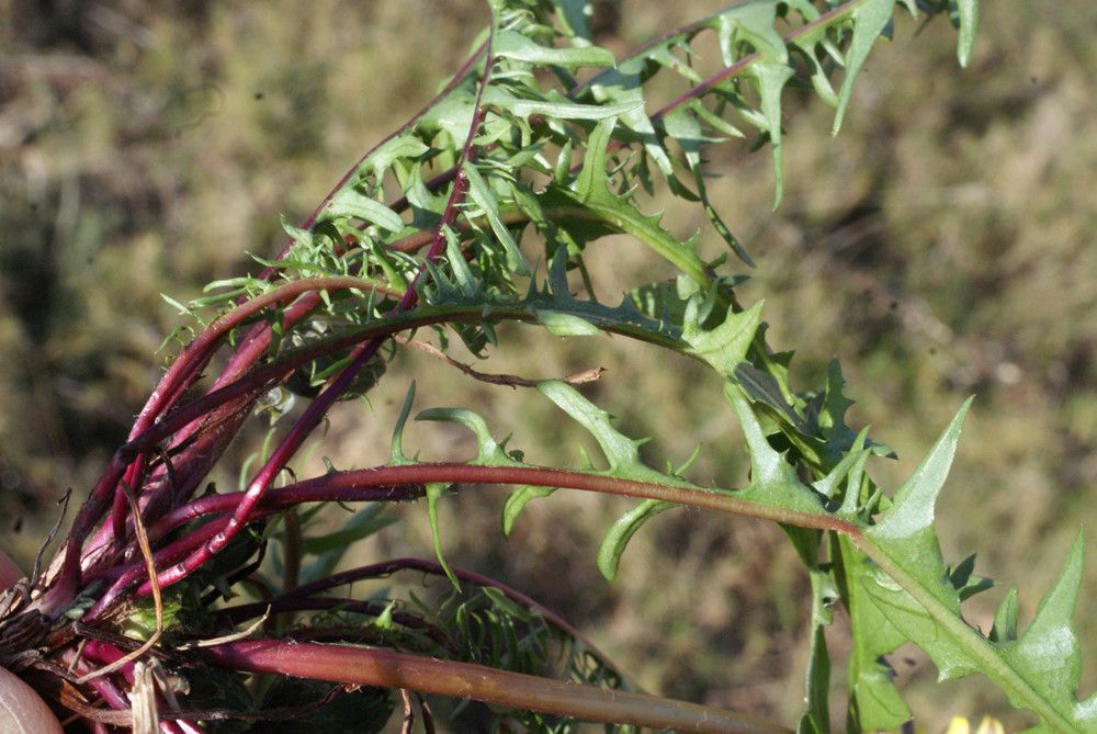 Taken Mar 13, 2014 by Tela Botanica − Liliane Roubaudi (cc-by-sa)