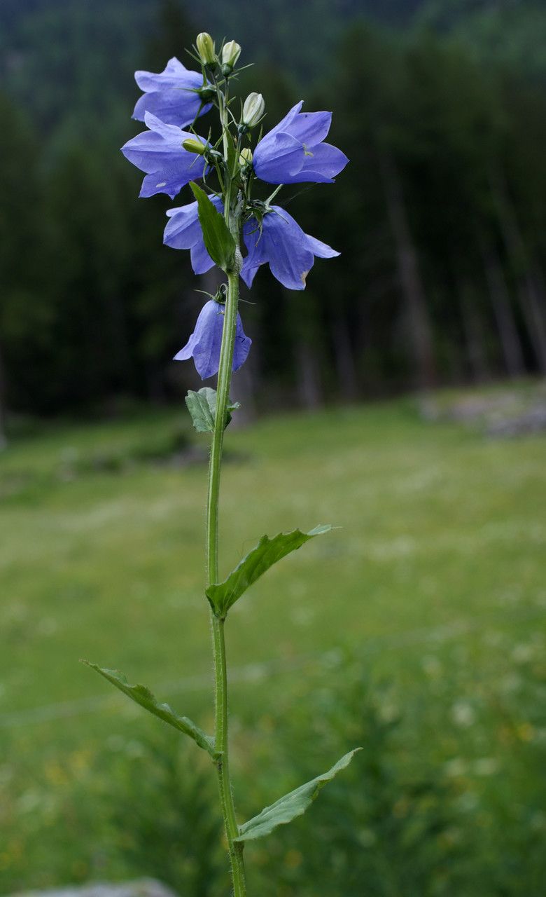 Taken Jun 14, 2014 by Tela Botanica − Liliane Roubaudi (cc-by-sa)