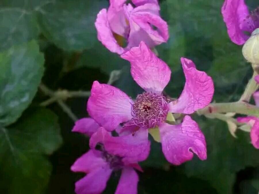 Rubus Sanctus Schreb Holy Bramble World Flora Pl Ntnet Identify