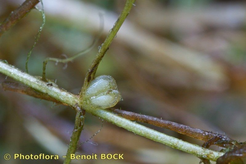 Taken Aug 15, 2013 by Photoflora - Benoit BOCK (©)