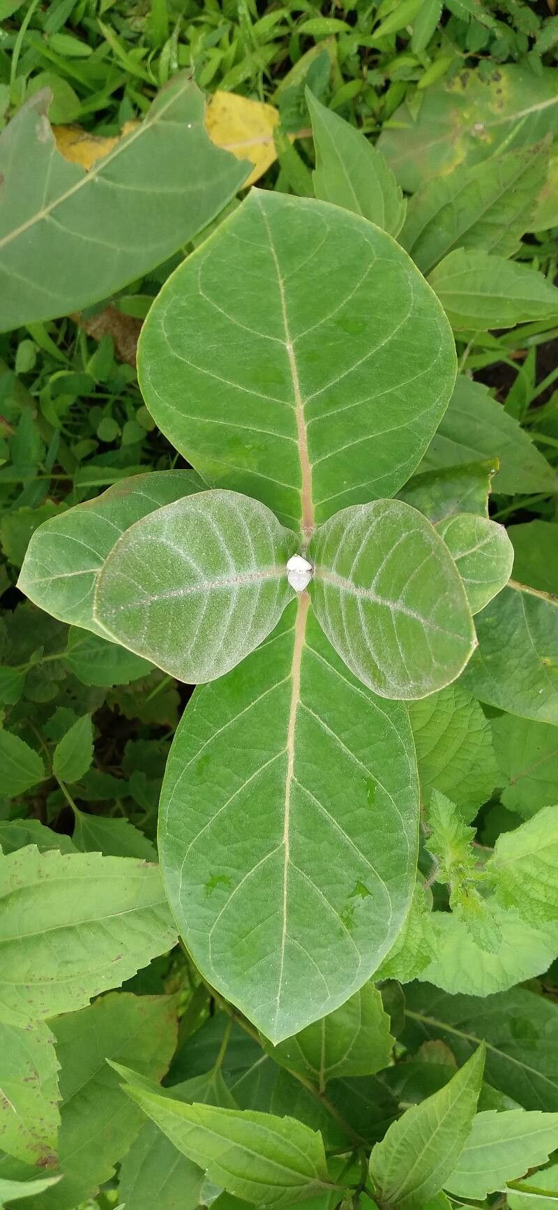 calotropis leaves