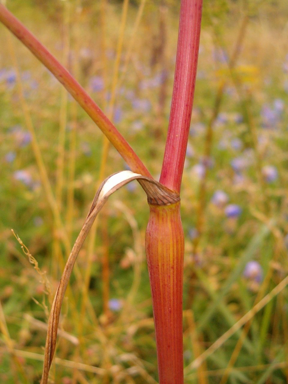 Taken Jul 23, 2011 by Tela Botanica − Florent Beck (cc-by-sa)