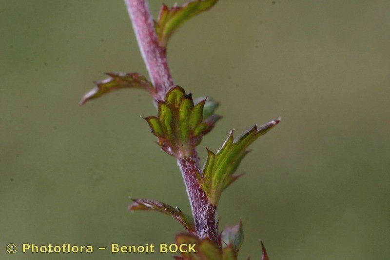 Taken Aug 15, 2005 by Photoflora - Benoit BOCK (©)